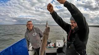 Fishing MOD Blonde Ray Thornback and Congers Bristol Channel October 2024