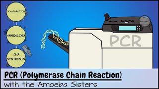 PCR (Polymerase Chain Reaction)