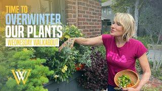 Overwintering Plants at the Cottage