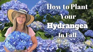 How to Plant Your Hydrangea in Fall