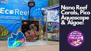 Aquascaping the Pico Reef, Red Sea Max Nano Coral Update and Algae Issues. 