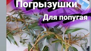 ПОГРЫЗУШКИ ДЛЯ ПОПУГАЯ|_volnistiki_lifee