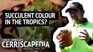 How to get colourful succulents in the tropics? | Cerriscapedia Marginalia