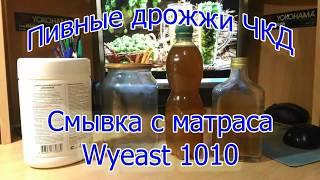 Чистая культура пивных дрожжей wyeast 1010