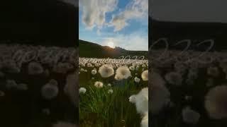 من أراد السعادة في الحياة /سعد العتيق