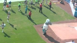 Miami Dolphins Football Funny