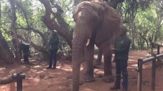 Elephant Trumpet