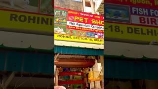 Pet Shop Delhi  #budgies #birdsetup #petshop #birds #parrot