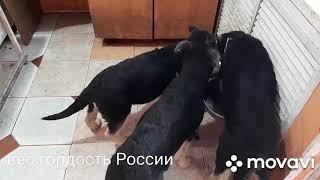 Восточно-Европейская овчарка щенки на продажу