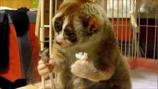 Slow Loris eating a Rice Ball