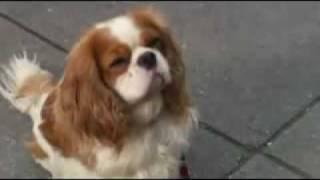 Little Britain - Mr Doggy Funny