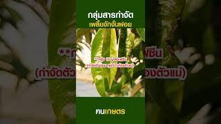 กลุ่มสารกำจัดเพลี้ยจักจั่นฝอย #ฅนเกษตร #เพลี้ย #เพลี้ยจักจั่นฝอย #กลุ่มสารกำจัดเพลี้ย