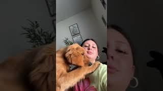 I think she likes attention what do yall think? #goldenretriever #puppies #cutedog #cutepet