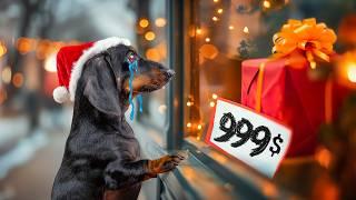 The Pain Truth About Christmas! Cute & Funny Dachshund Dog Video!