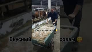 завтрак коровам #ферма #cute #сельскоехозяйство #viral #subscribe #cat #top #жизнь #combat #jersey