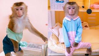 Pupu Monkey Takes Off His Shirt to Put on New Clothes