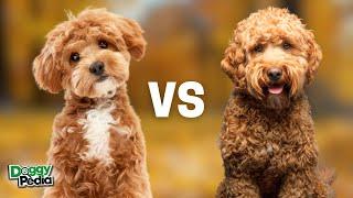 Maltipoo Vs Cavapoo Differences - Which One Suits You Best?