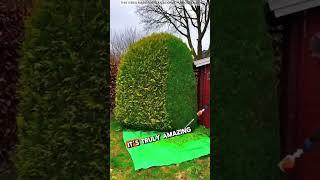 The $1 Gardener  #shorts #youtubeshorts #shortsfeed #shortvideo #facts