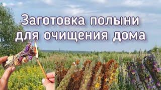 Заготовка полыни для очищения дома.#травы #полынь #чисткаотнегатива