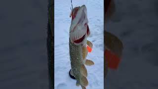 Королева водоёма атаковала живца! #fishing #bigfish #рыбалка #fish #рыба #природа #хищник #щука