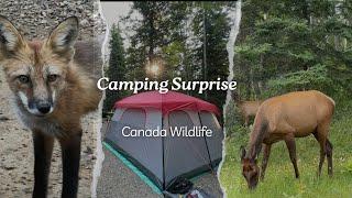 CAMPING TURNED INTO UNEXPECTED WILDLIFE ENCOUNTERS. WaskesiuLake, Saskatchewan