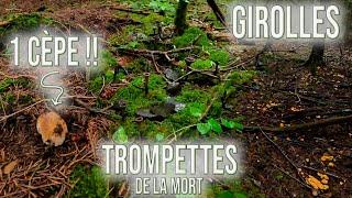 Enfin de la diversité aux champignons : Girolles, trompettes de la mort et le premier cèpe !