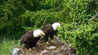 Glacier Gardens Eagle Cam - Introducing Liberty, Freedom and Baby Kindness. 11-12 Jun 2021