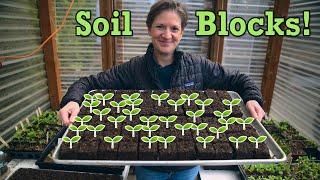 Is Soil Blocking Worth It? | Soil Block Tips and Tricks | Pacific Northwest Gardening