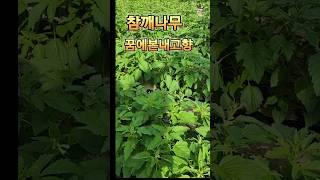 ️김용빈 ️꿈에본내고향 ️️참깨나무