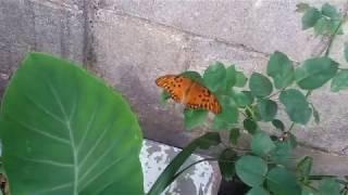 Beautiful orange butterfly, linda borboleta laranja