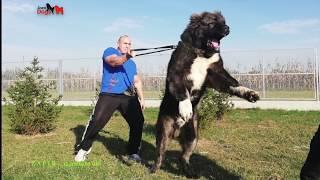 Biggest dogs in the world