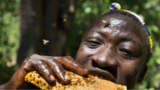 Discover how Hadzabe harvest natural honey from the baobab trees, experience life of the bushmen