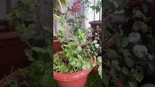 In whose house there is Tulsi # Tulsi Mayiea # subscribe friends #