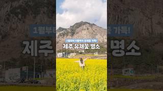  봄 제주도 여행, 인생 사진 필수 스팟 추천