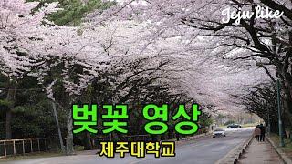 제주대학교 벚꽃 영상 #제주봄관광지 #제주도유명한벚꽃명소 #제주의아름다운관광지 #JejuCherryBlossomSpots #済州桜の名所 #济州樱花旅游景点]