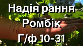 Надія рання, Ромбік, Г/ф 10-31