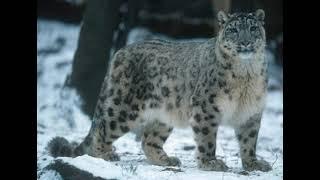 Snow Leopard Sound Effects   