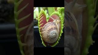 Snail vs Venus Flytrap