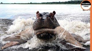 Hippos Exact Retribution On Crocodile Who Killed a Calf