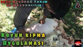 Koyun Kuzu kırpma 2020