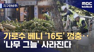 [지구한바퀴] 싹둑 잘려나간 연남동 플라타너스‥'폭염 막는 그늘' 가로수의 수난 (2024.09.11/뉴스데스크/MBC)
