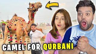 Qurbani Ke Liye Camel Le Liya  | Mandi Ka Sabse Bada Jaanwar  | Aggressive Fight in Mandi 