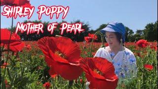 Poppy love , a carpet of red at Showa Park  @Neneng Jenn