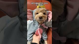 새옷 마음에 안드는 라꿍이 #강아지 #말티푸 #shorts