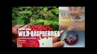 Foraging Wild Raspberries with the Okanagan Forager