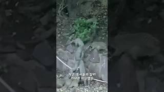 몽구스 13마리에게 비단뱀 1마리가 맞짱 뜬 결과