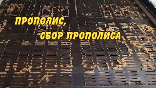 прополис, сбор прополиса