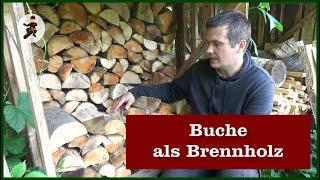 Buche als Brennholz