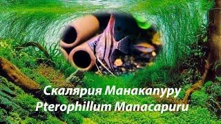 Скалярия Манакапуру , малыши / Pterophillum Manacapuru