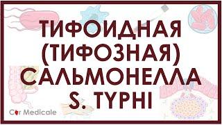 Тифоидная (тифозная) сальмонелла - S. Typhi - микробиология, патогенез, симптомы, лечение